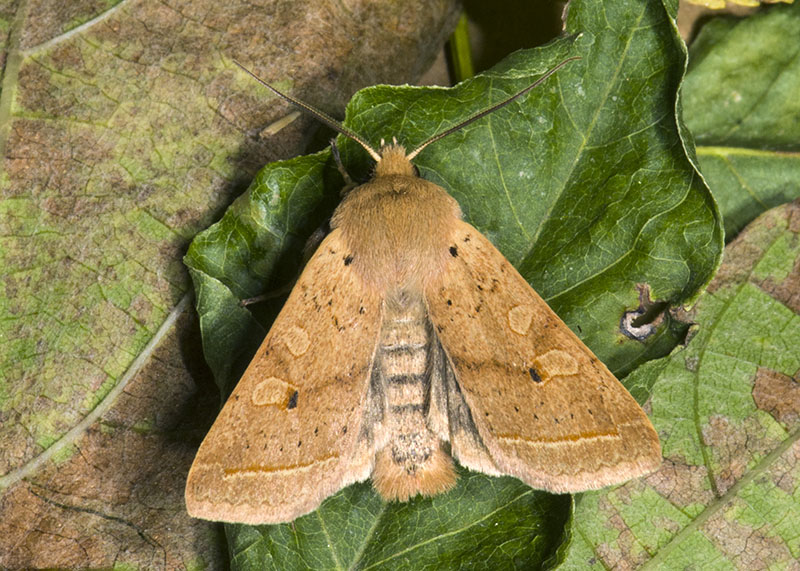 Noctuidae: Agrochola macilenta